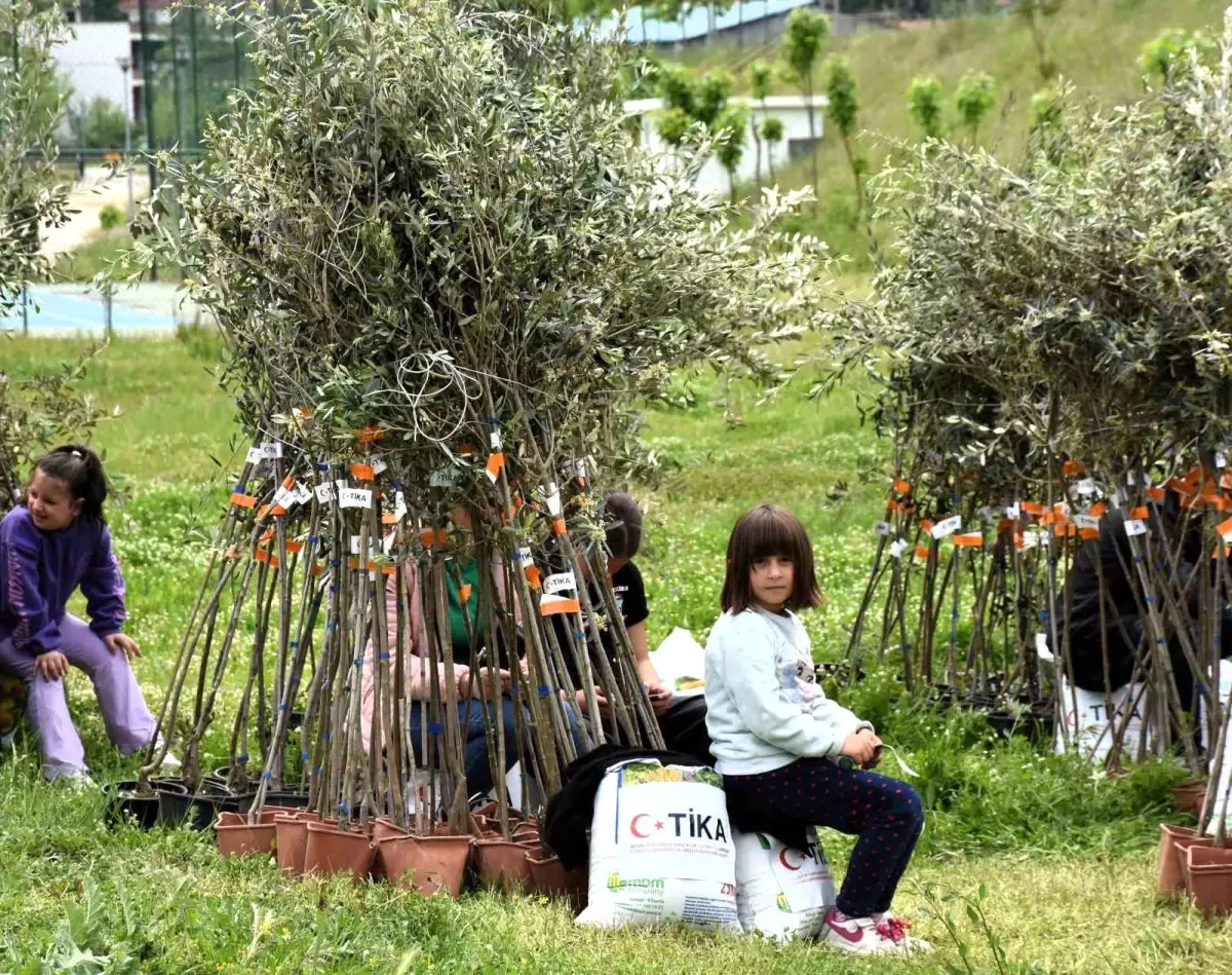 TİKA, Arnavutluk’ta Yetim Ailelere Zeytin Fidanı Desteği Verdi