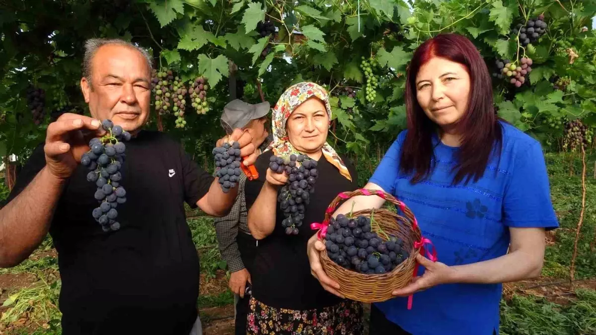 Mersin'de Kara Üzüm Hasadı Başladı