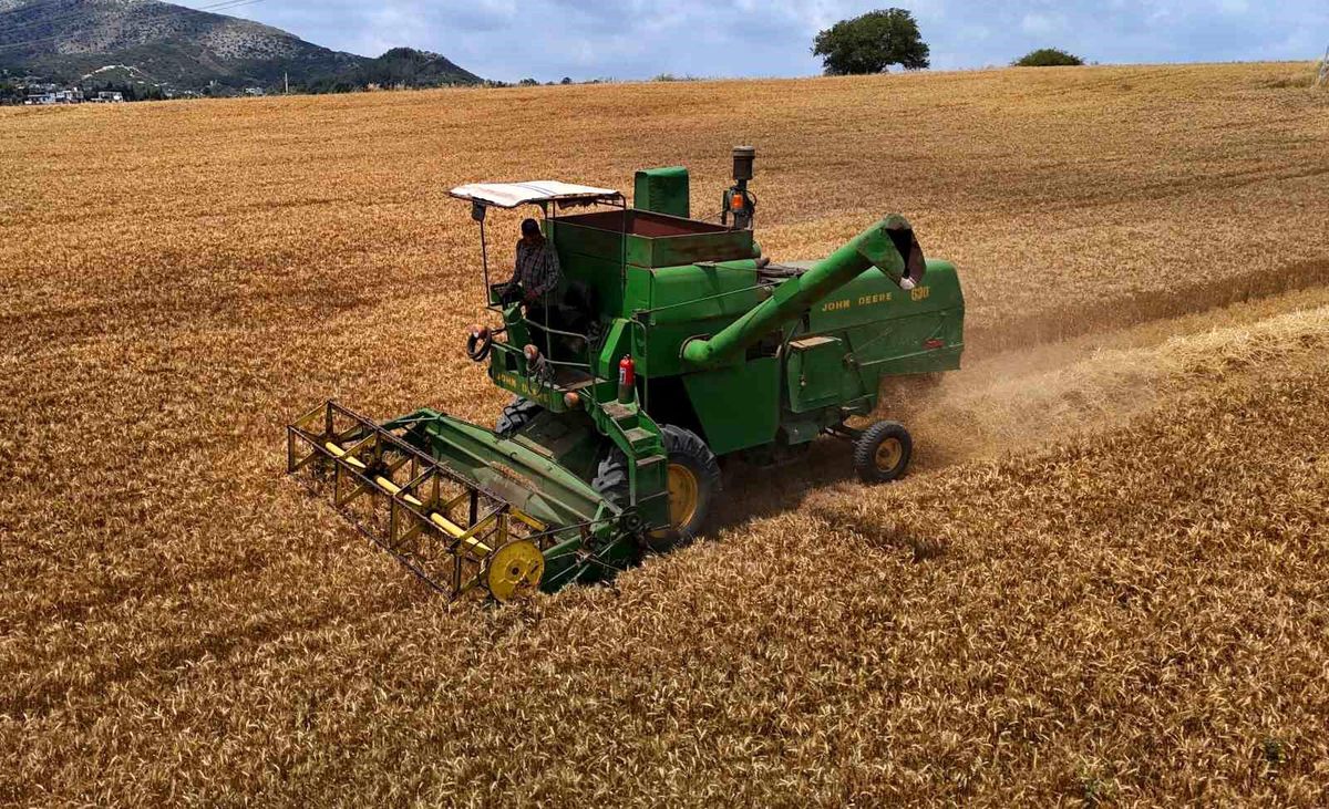 Adana'da Buğday Hasadı Başladı, Verim Düşüklüğü Yaşanıyor