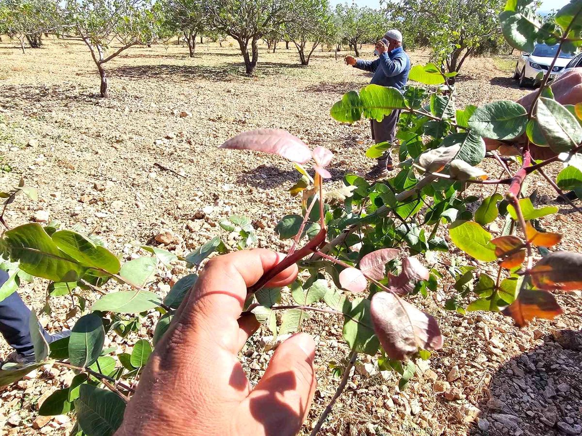 Şanlıurfa'da Fıstık Rekoltesi Düşüyor: Bu Yıl Beklenti 40 Bin Ton