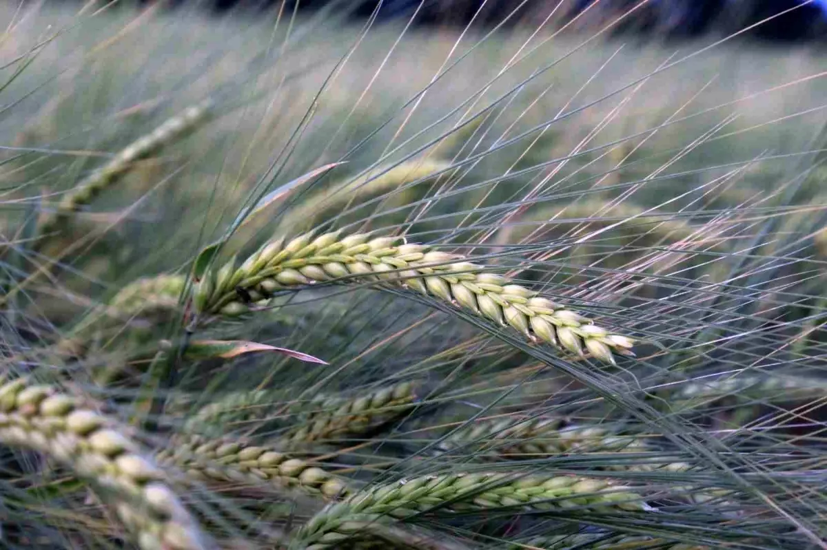 Buğday rekoltesine ilişkin ilk tahmin Hububat Kongresi'nde yapıldı