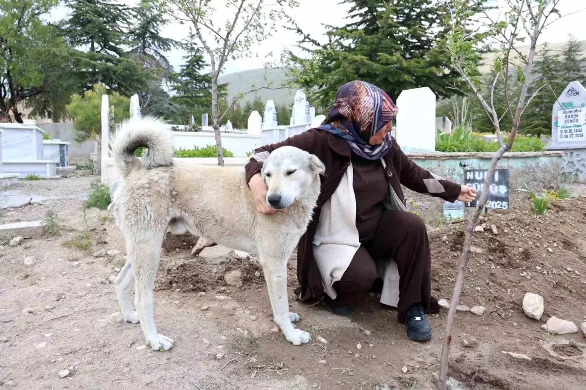 Köpek Garip, Sahibinin Mezarı Başından Ayrılmıyor