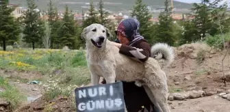 Garip, sahibinin mezarının başından ayrılmıyor
