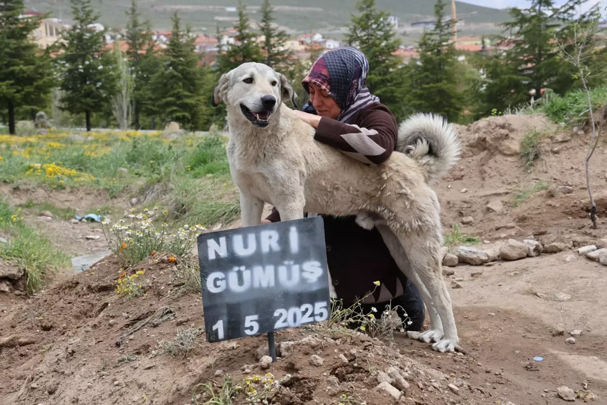 Garip, sahibinin mezarının başından ayrılmıyor