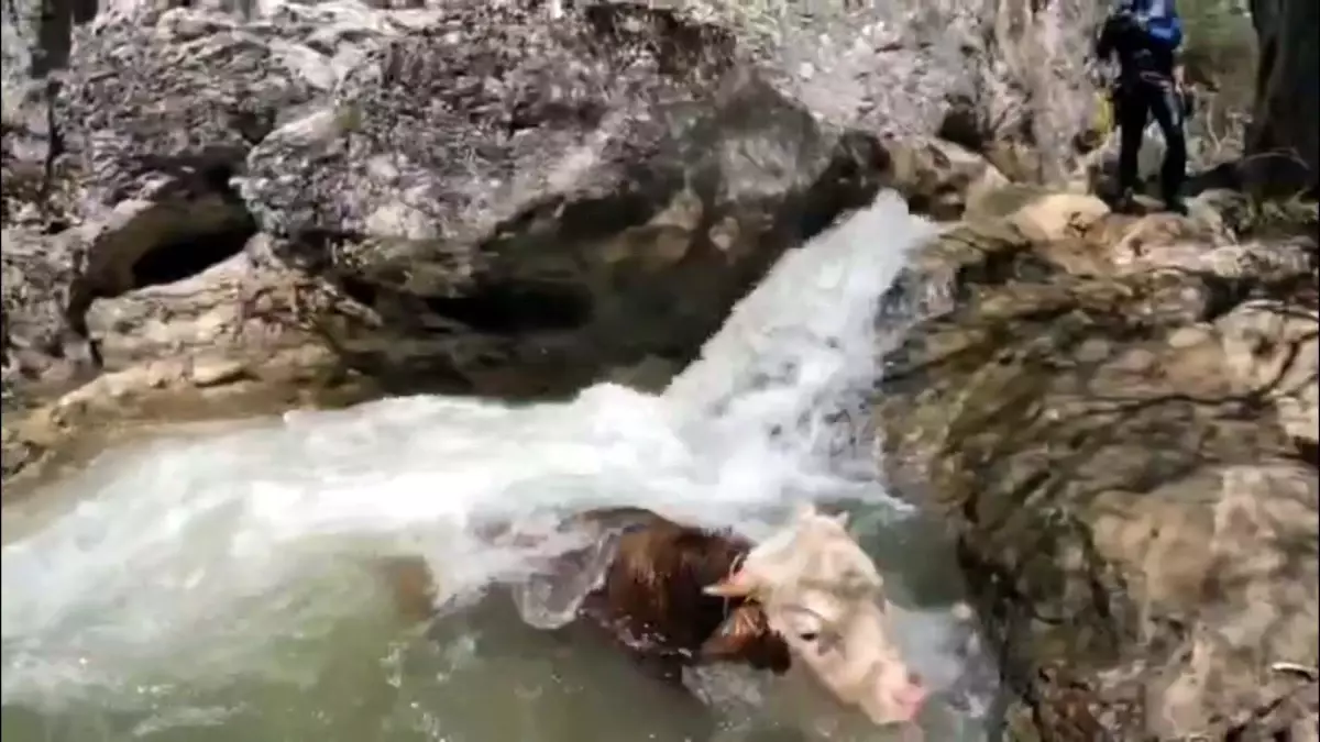 Kanyonda Mahsur Kalan Tosun AFAD Ekibi Tarafından Kurtarıldı