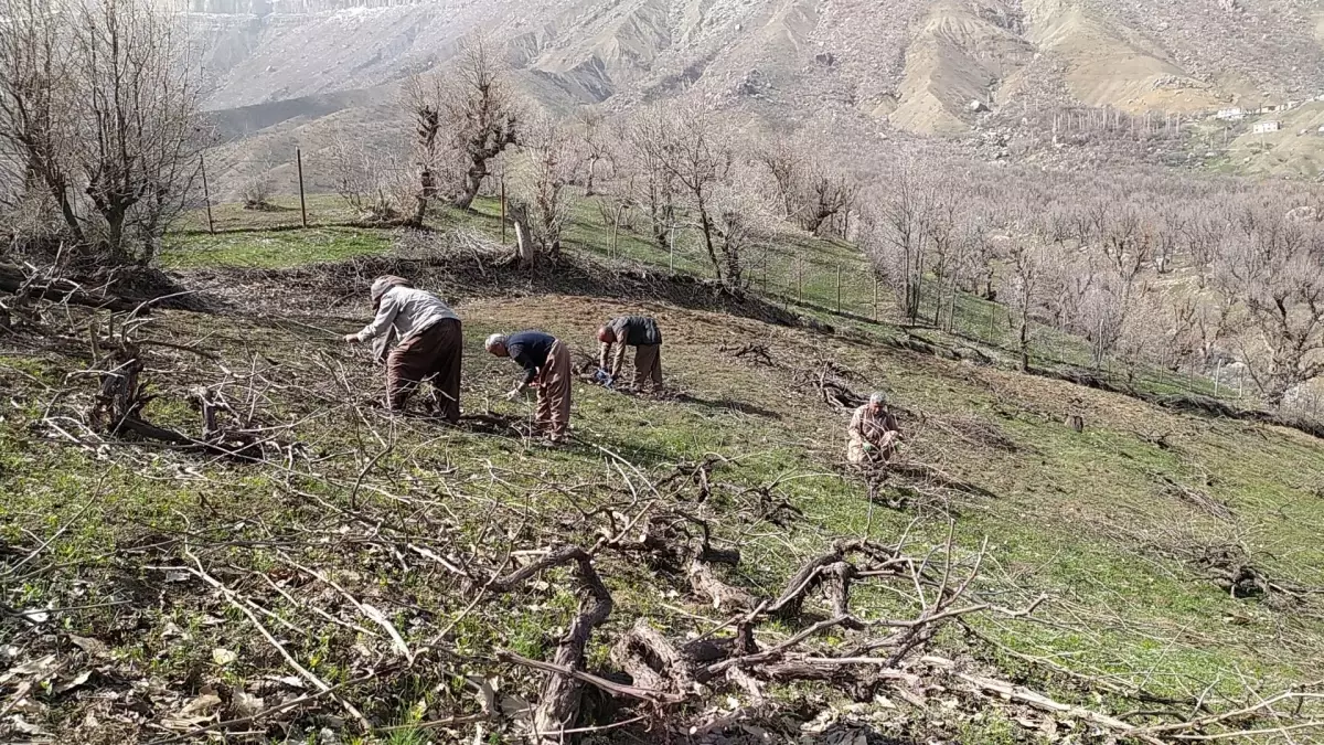 Derecik İmece Geleneği ile Üzüm Hasadına Hazırlanıyor