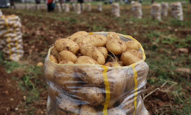 More than 2 thousand tons of potatoes from abroad tested positive for viruses