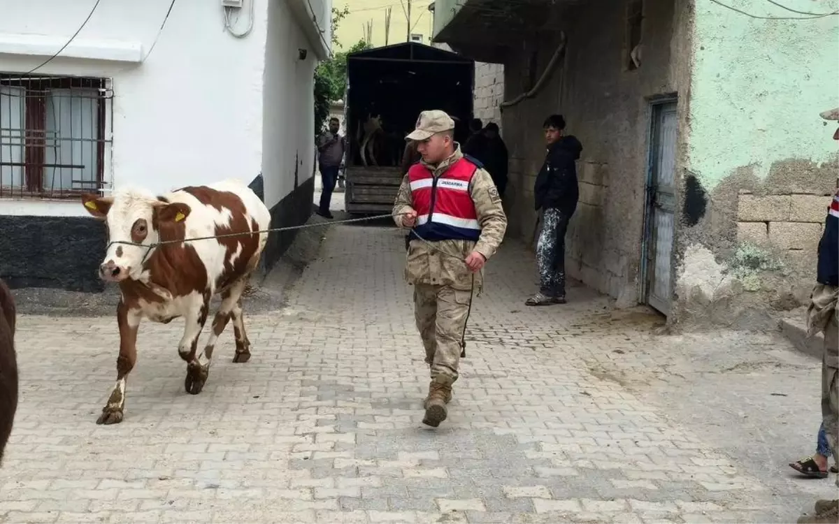 Şanlıurfa'da Kaybolan 26 Hayvan Jandarma Tarafından Bulundu