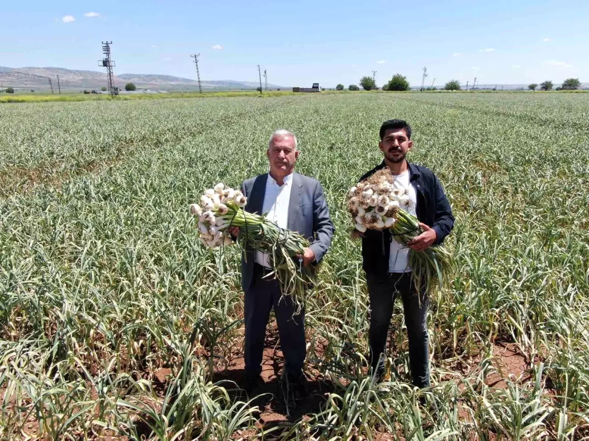 Gaziantep'te Araban Sarımsağı Hasadı Başladı