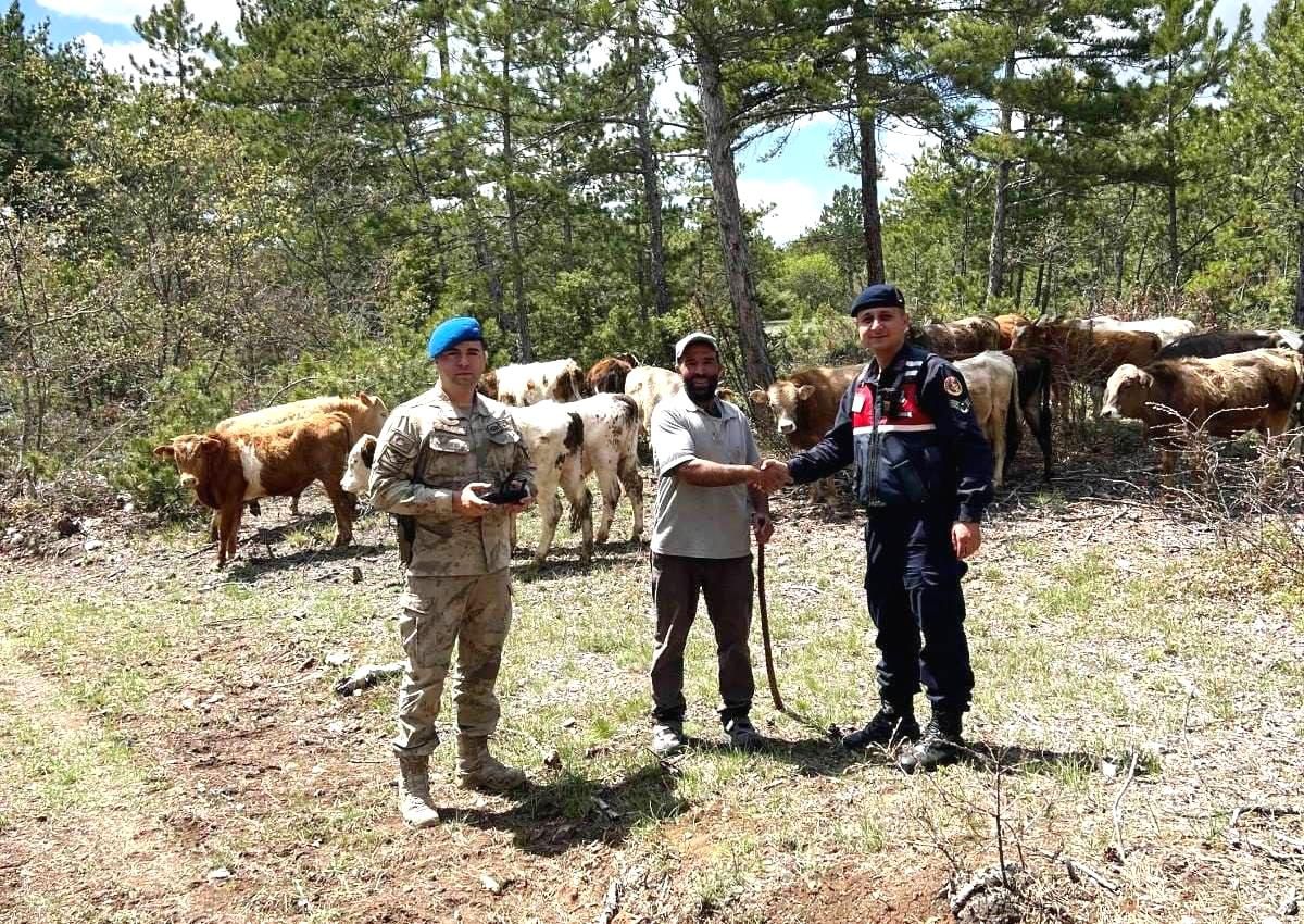 Kütahya'da Kaybolan 19 Büyükbaş Hayvan Dron ile Bulundu