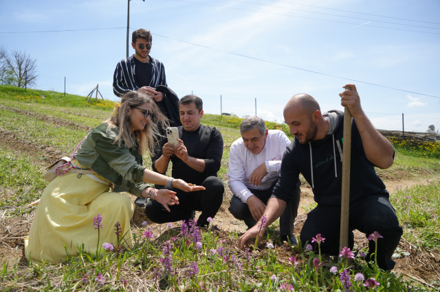 Salep, which has started to be harvested in Samsun, is sold for 3 thousand lira Salep, which has started to be harvested in Samsun, is sold for 3 thousand lira