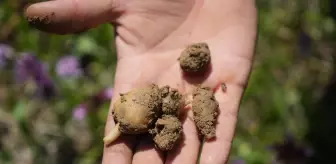 Samsun'da hasadı başlayan salep 3 bin liradan satılıyor