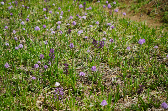 Salep, which has started to be harvested in Samsun, is sold for 3 thousand lira Salep, which has started to be harvested in Samsun, is sold for 3 thousand lira