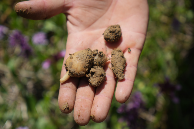 Salep, which has started to be harvested in Samsun, is sold for 3 thousand lira Salep, which has started to be harvested in Samsun, is sold for 3 thousand lira