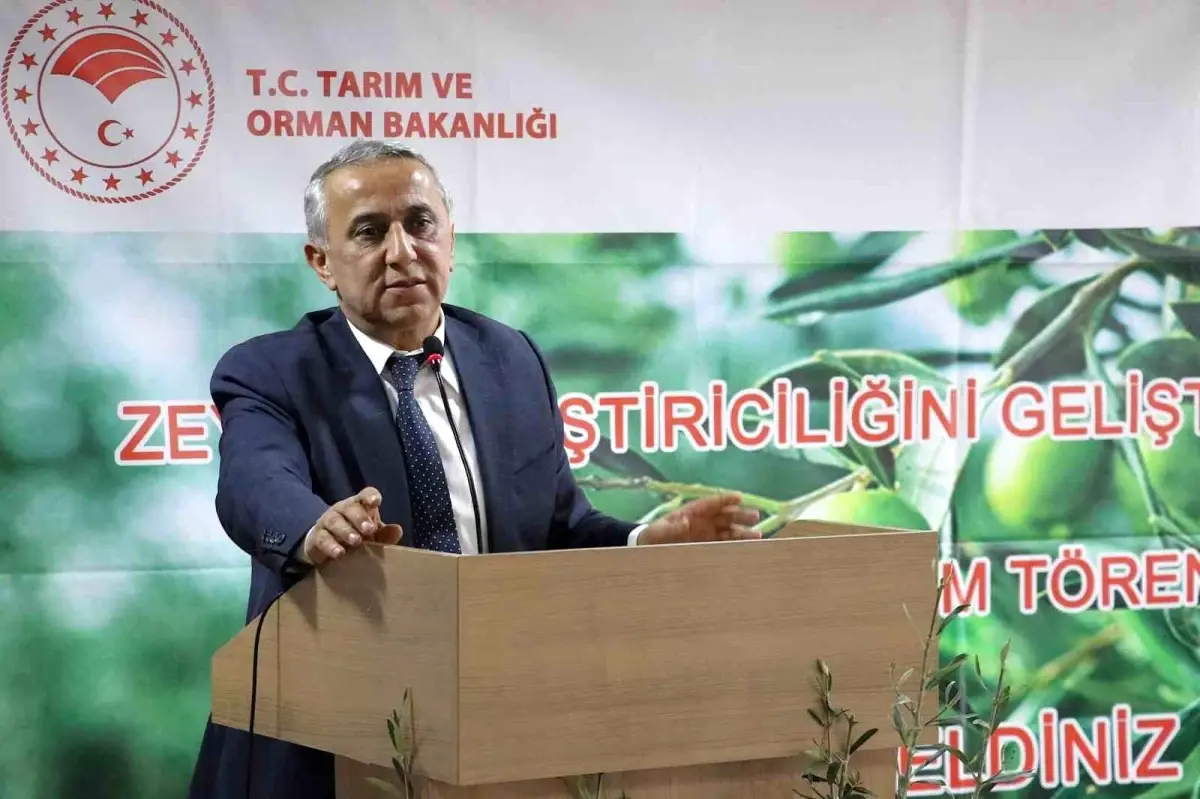 Samsun'da Zeytin Yetiştiriciliği Gelişiyor