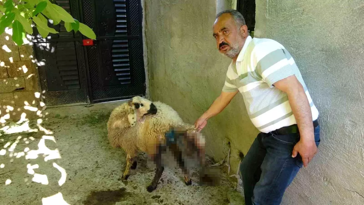 Başıboş Sokak Köpekleri Hayvanlara Saldırdı: 6 Küçükbaş Telef Oldu