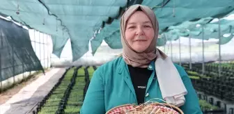 50'sinden sonra üniversiteli olan kadın girişimcilerle ata tohumundan fide yetiştiriyor