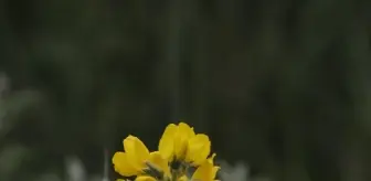 Eber Sarısı Endemik Bitkisinin Korunması İçin Önlemler Alınıyor
