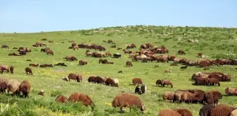 Ağrı'nın Dağ Köylerinde Rengarenk İlkbahar Manzaraları