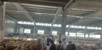 Üniversite Öğrencileri Hayvan Yetiştiriciliği Eğitim Aldı