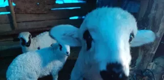 Giresun'da Hayvan Aşılama ve Küpeleme Çalışmaları Tamamlandı
