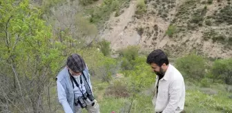 Çubuk'ta Şakayık Şöleni Doğaseverleri Ağırlıyor