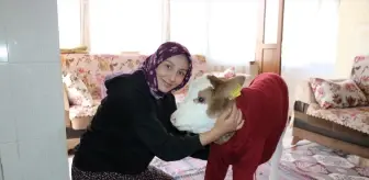 Amasya'da Aile Buzağıyı Evde Besliyor