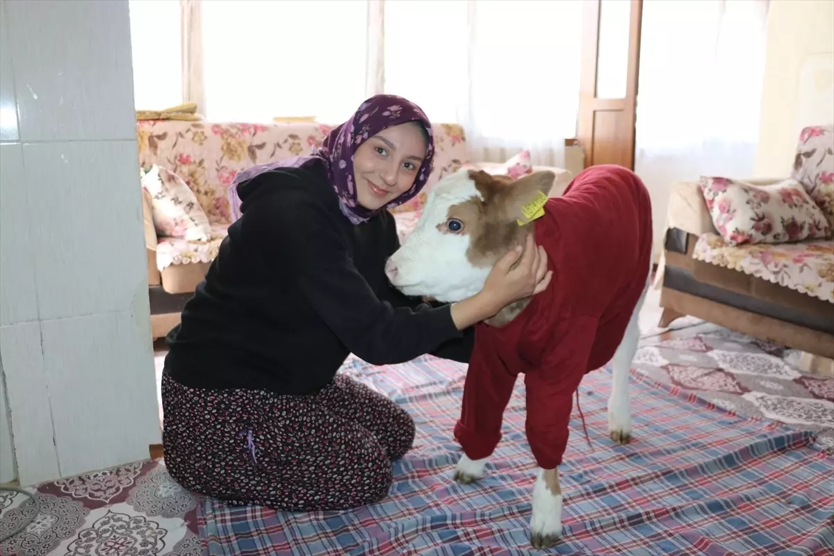 Amasya'da Aile Buzağıyı Evde Besliyor