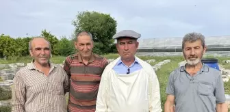 Kumluca'da Narenciye Balı Hasadı Başladı