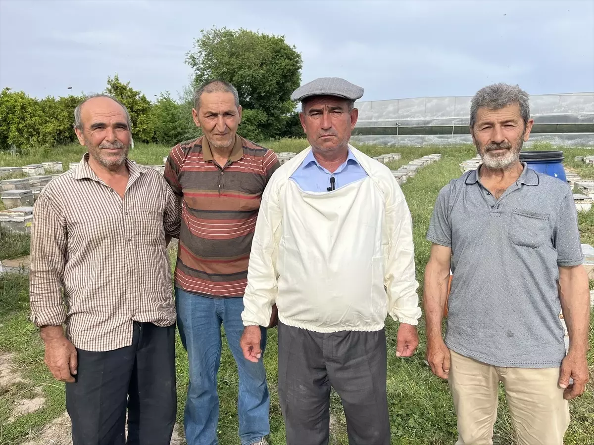 Kumluca'da Narenciye Balı Hasadı Başladı