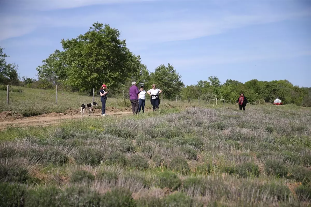 Lalapaşa'da Apiturizm ile Alternatif Turizm Potansiyeli Geliştiriliyor