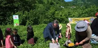 Artvin'de Geleneksel Çay Hasadı Etkinliği Düzenlendi
