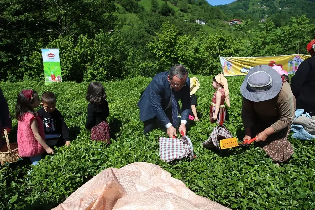 Artvin'de Geleneksel Çay Hasadı Etkinliği Düzenlendi