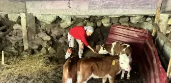Artvin'de Bir İneğin Dördüz Doğumu Hayvanseverleri Şaşırttı