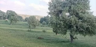 Dursunbey'de Şarampole Devrilen Otomobilde 3 Yaralı