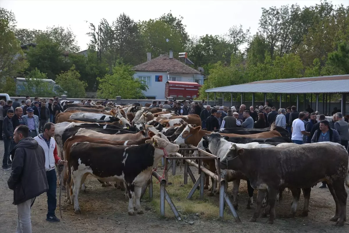 Uşak'ta Canlı Hayvan Pazarı Yeniden Açıldı