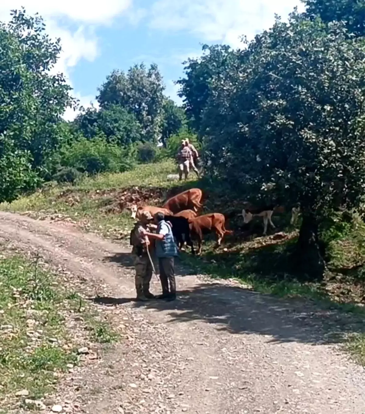Batman'da Kaybolan 15 Büyükbaş Hayvan Jandarma Tarafından Bulundu