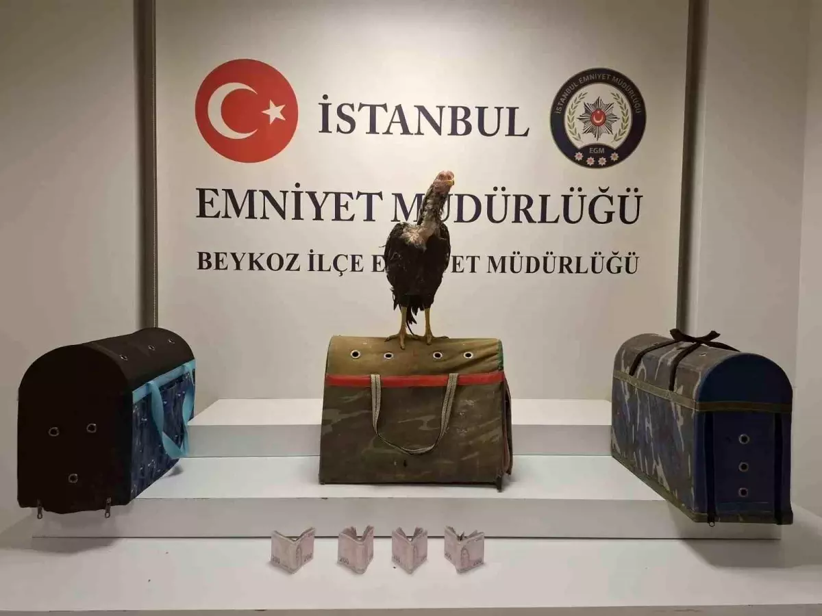 Beykoz'da Horoz Dövüşüne Baskın: 21 Kişiye Ceza