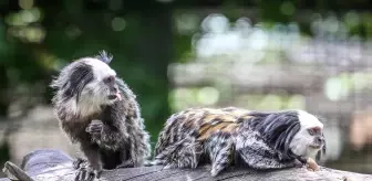 Bursa Hayvanat Bahçesi'nde Beyaz Yüzlü Marmoset Maymunlarına Özenli Bakım