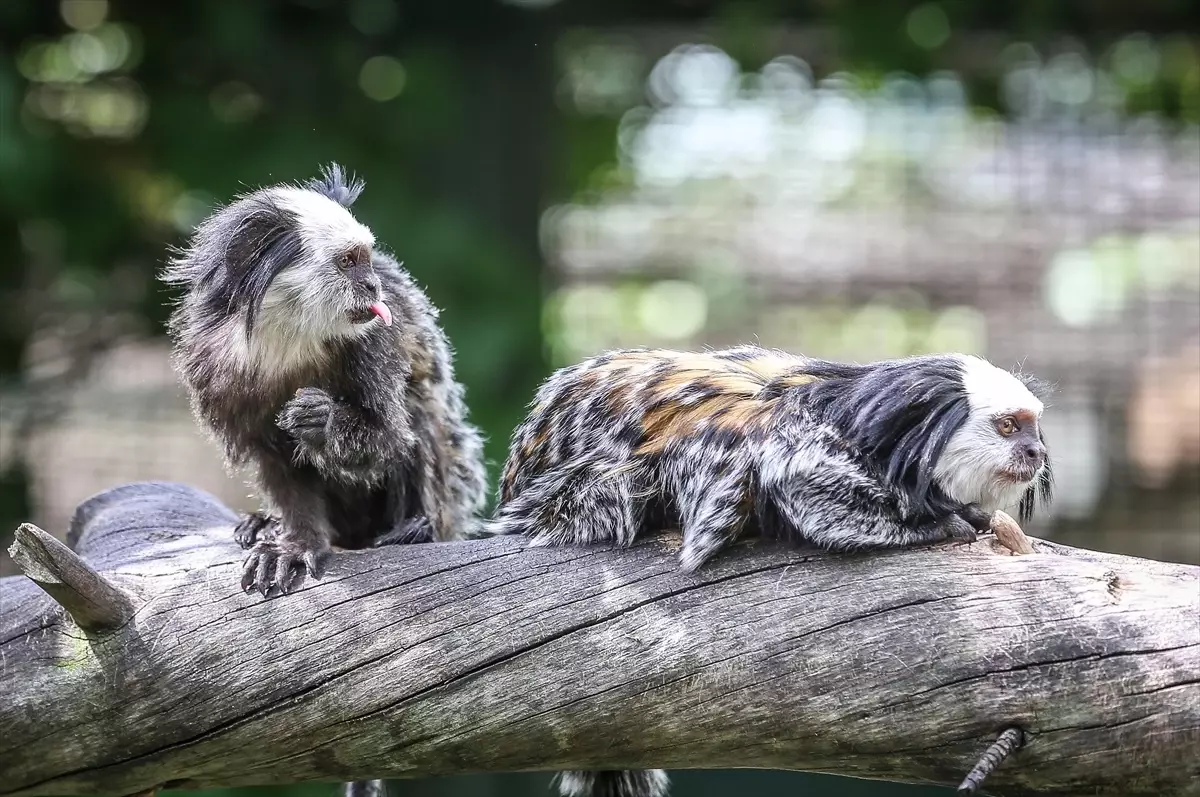 Bursa Hayvanat Bahçesi'nde Beyaz Yüzlü Marmoset Maymunlarına Özenli Bakım