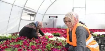 Çubuk Belediyesi 65 Bin Çiçek Dikecek
