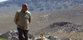 Maviş: Sevimli Dağ Ceylanı Ziyaretçilerin İlgi Odağı