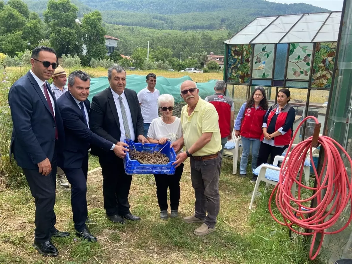 Dalaman'da Çilek ve Salep Hasadına Öğrenciler Katıldı