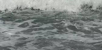 Datça'da Ölü Caretta Caretta Bulundu
