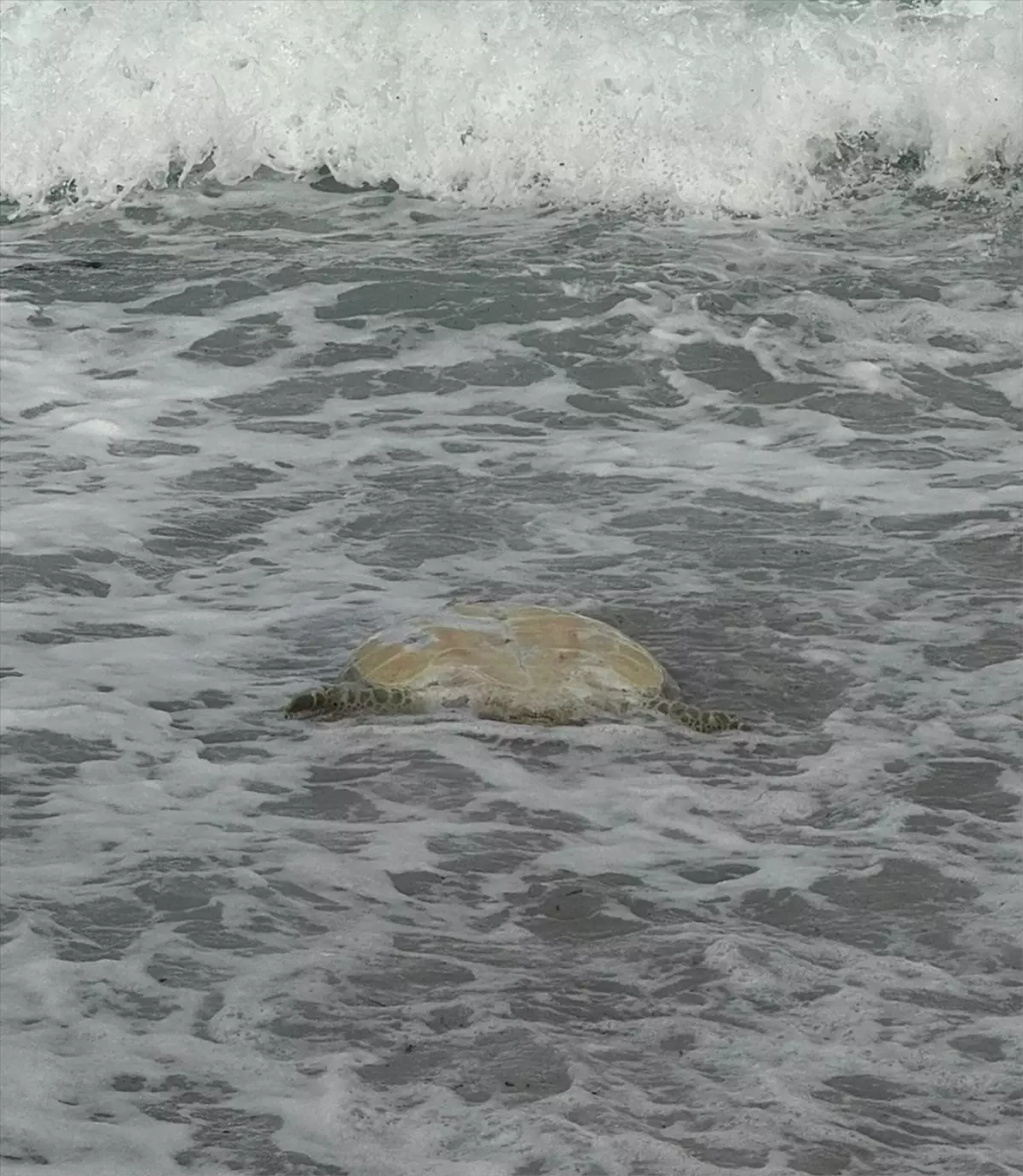 Datça'da Ölü Caretta Caretta Bulundu