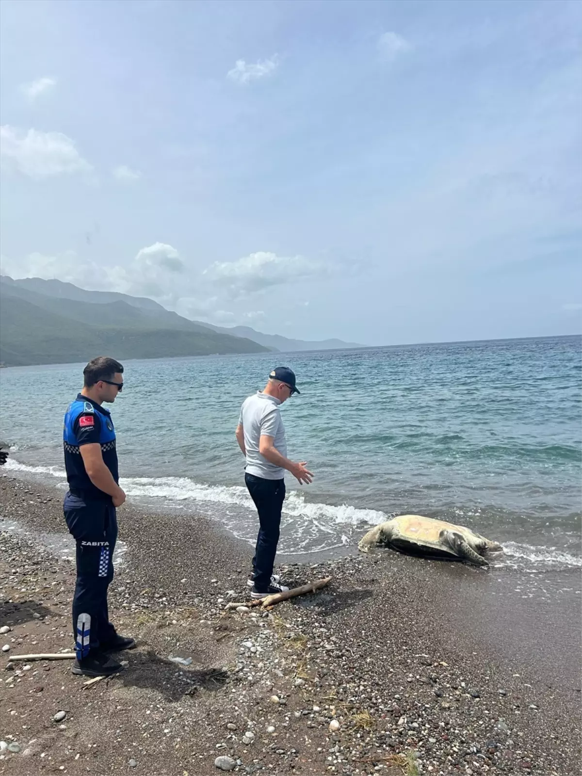 Datça Sahilinde Ölü Caretta Caretta Bulundu