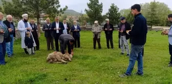 Dodurga Beldesinde Şükür Kurbanı Kesildi