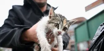 Düzce'de Taksici, Kurtardığı Kedi Yavrusunu Sahiplendi