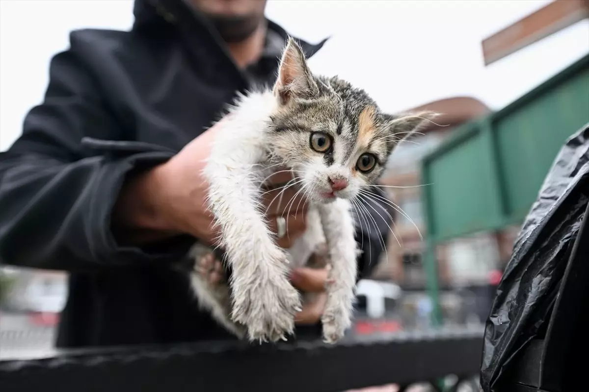 Düzce'de Taksici, Kurtardığı Kedi Yavrusunu Sahiplendi