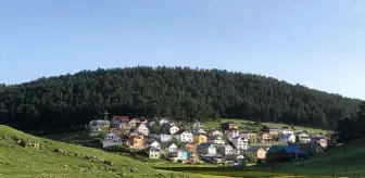Eğriçimen Yaylası'nda Sarı Papatyalar Açıldı